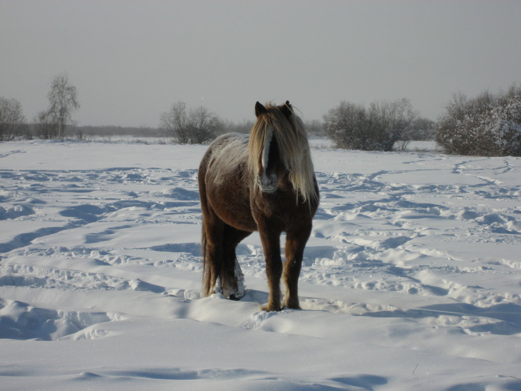Ко мне подходит рыжий конь - Anna Ivanova