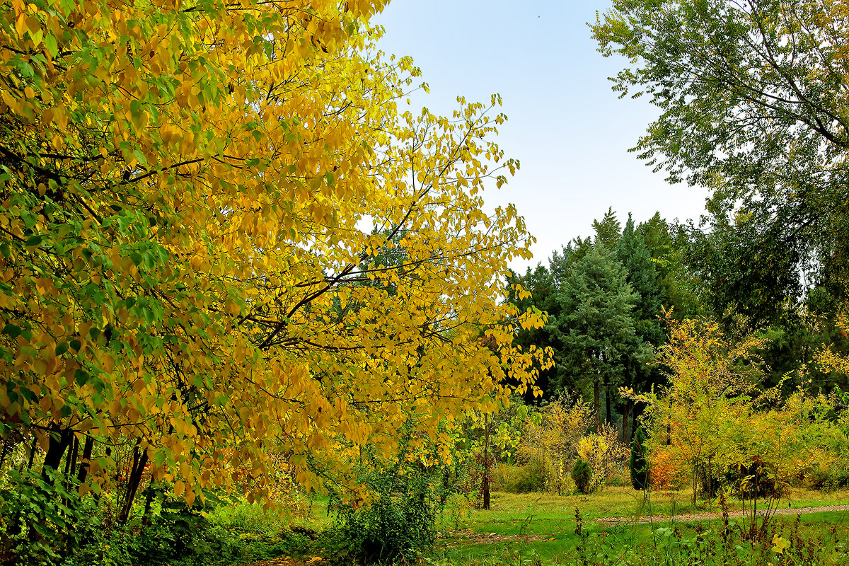 Осенний пейзаж - Светлана 