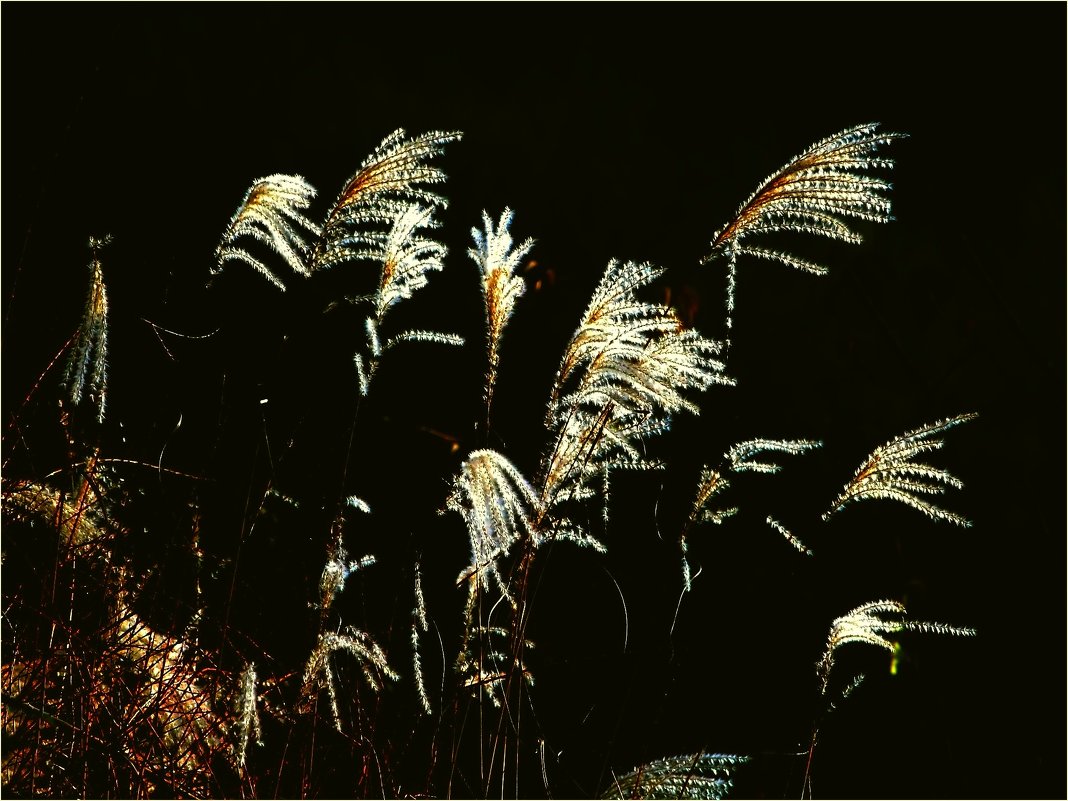 Трава и ветер - Heinz Thorns