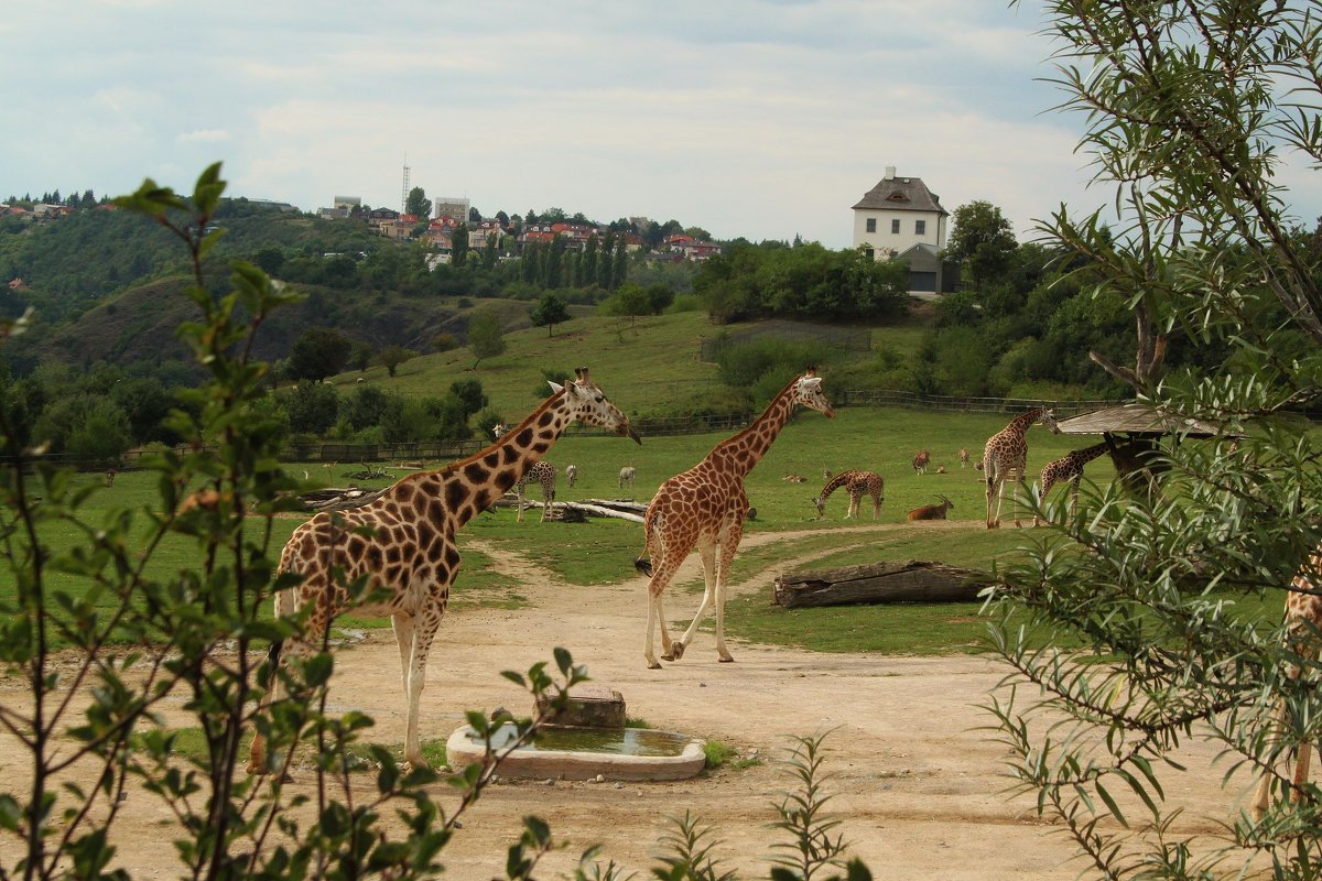 Жирафы. - sav-al-v Савченко