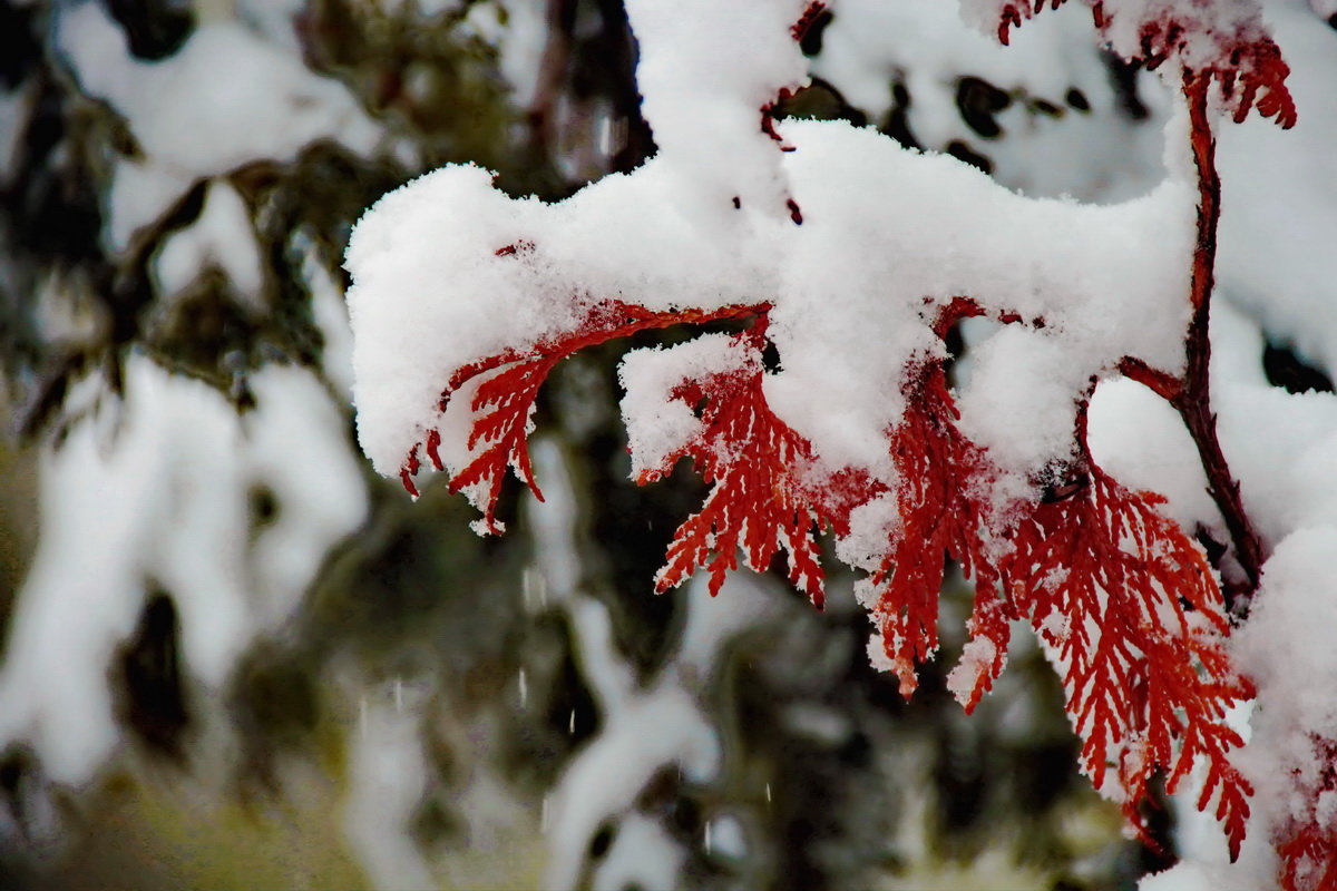 Morning snow - Cat Loom 