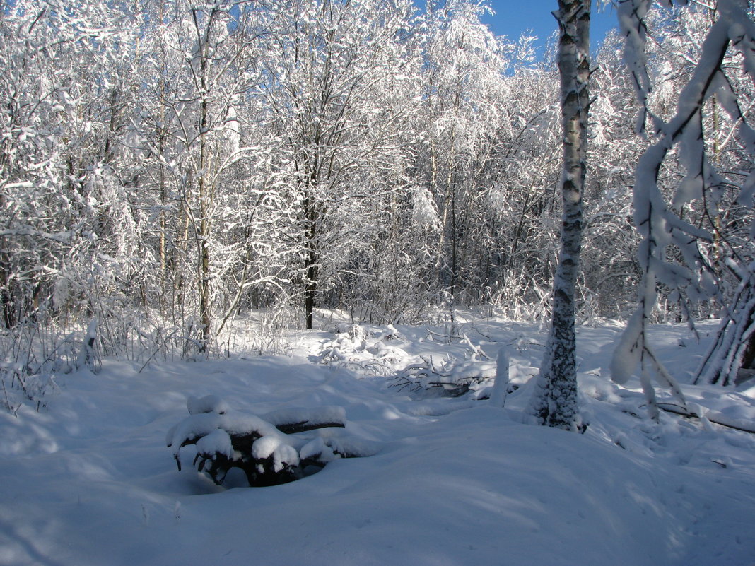 Утром в зимнем лесопарке - Владислав Плюснин