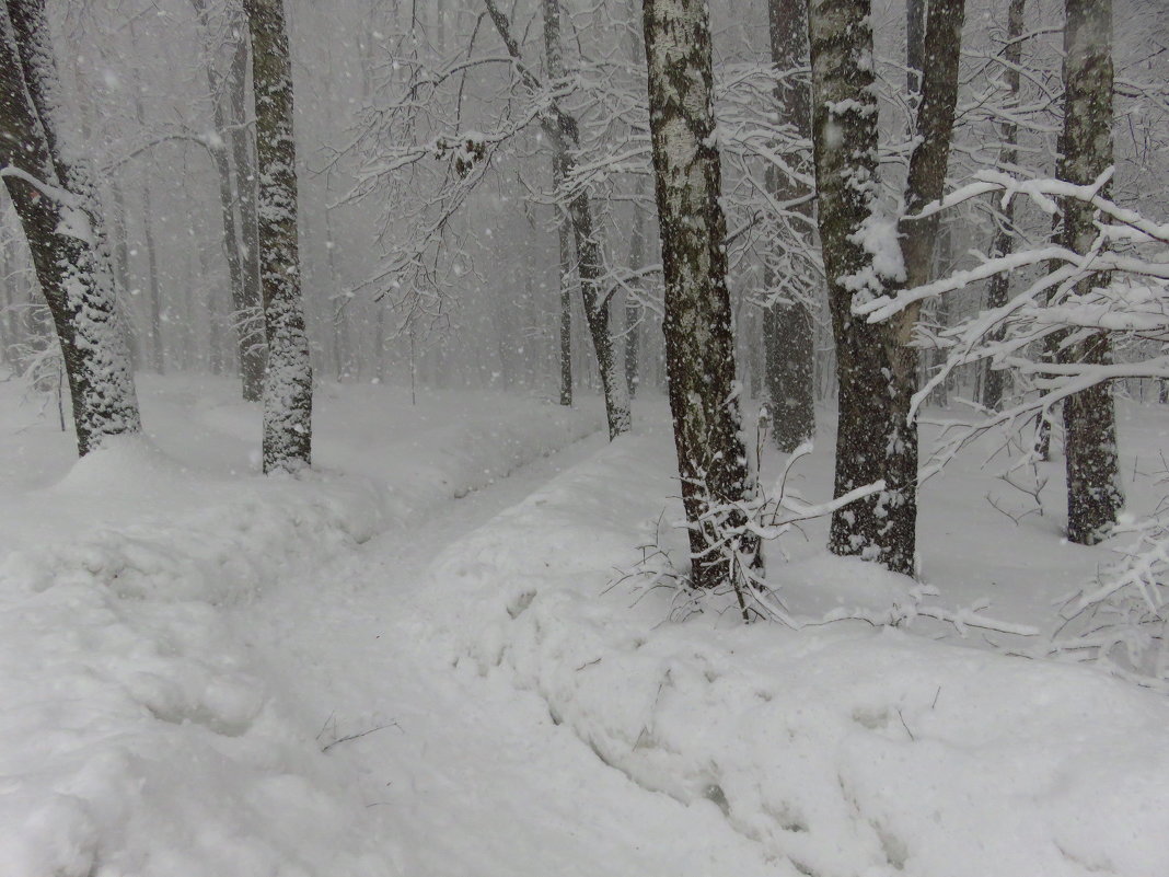 Февраль - месяц снежный (не на Таити, конечно) - Андрей Лукьянов