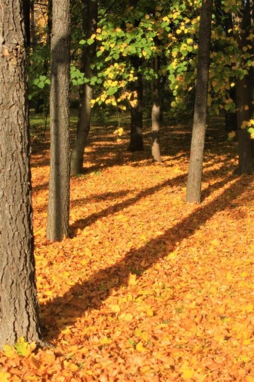 На ковре из желтых листьев... - Ветер Странствий.орг 