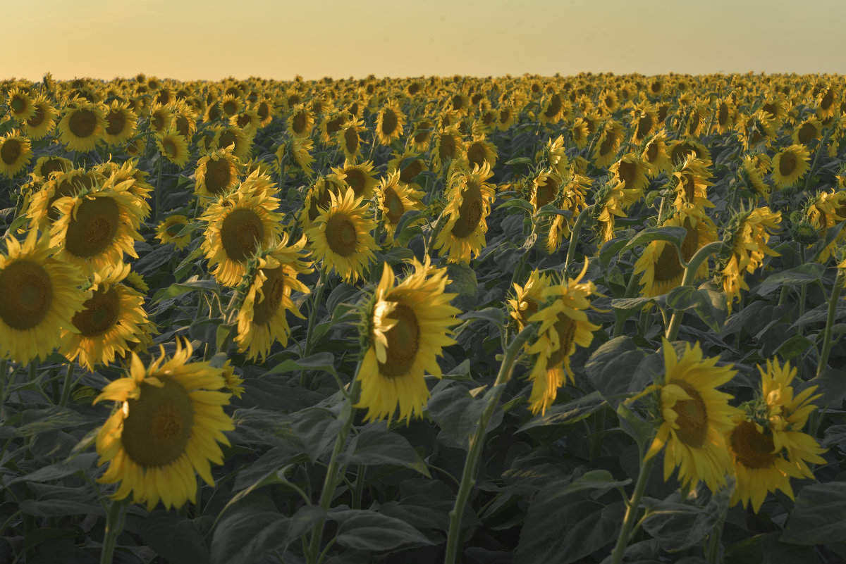 Подсолнухи. Sunflowers. - Юрий Воронов