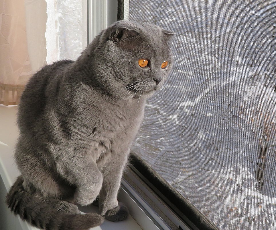 "Какая красота на улице, хозяин!": сказал кот  Торберн. - Виталий Селиванов 