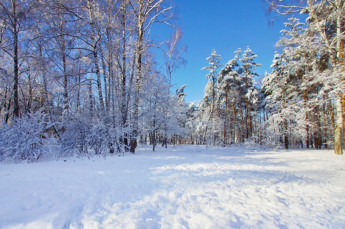 Прогулка по зимнему лесу - Наталья Лакомова