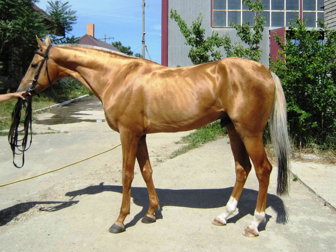 Ахалтекинская лошадь - Елена (ЛенаРа)