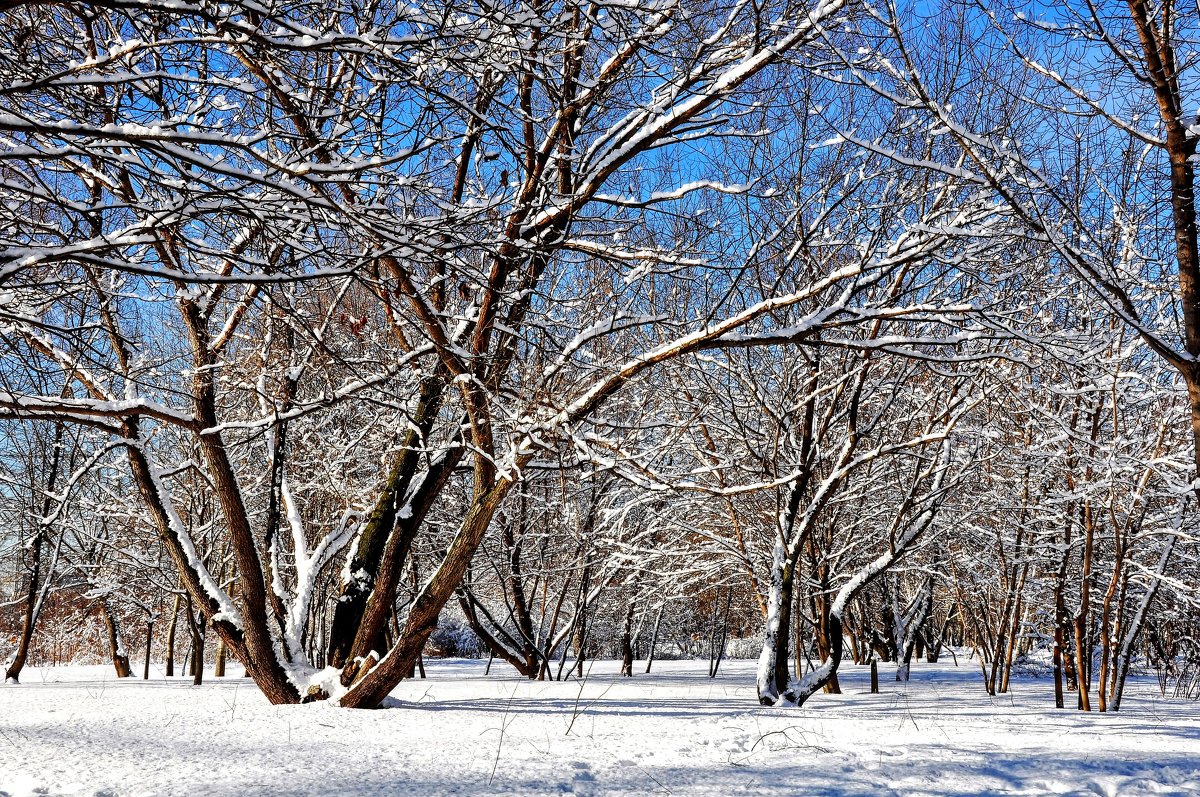 Ещё остался на деревьях снег ... - Анатолий Колосов