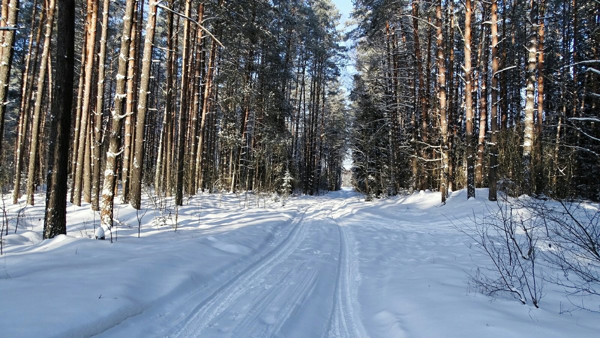 Зимний лес - Милешкин Владимир Алексеевич 