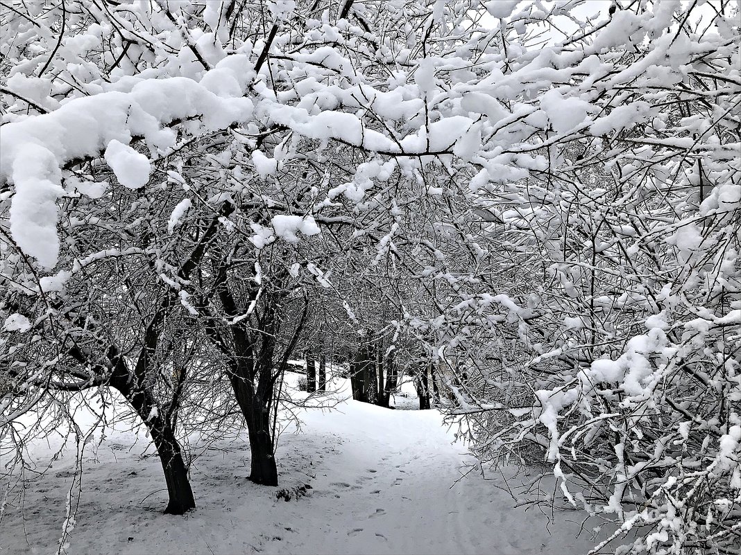 *** - Валерия Комова