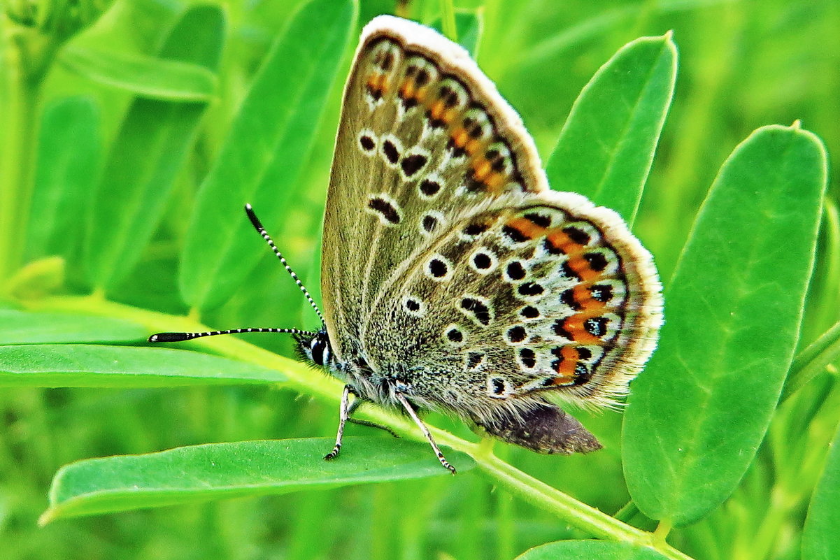 .Голубя́нка идас (Plebejus idas) - vodonos241 