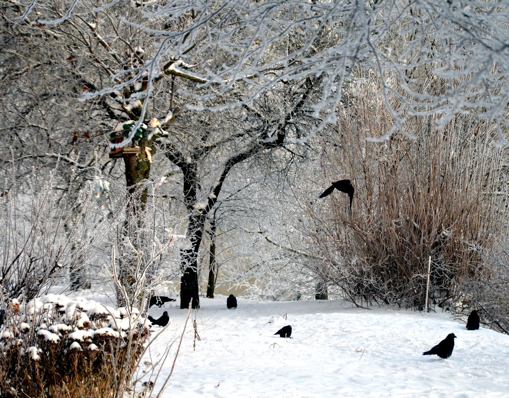 Птицы на снегу - Мария 