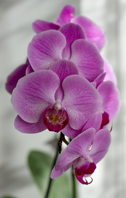 Орхидеи - yav 110455