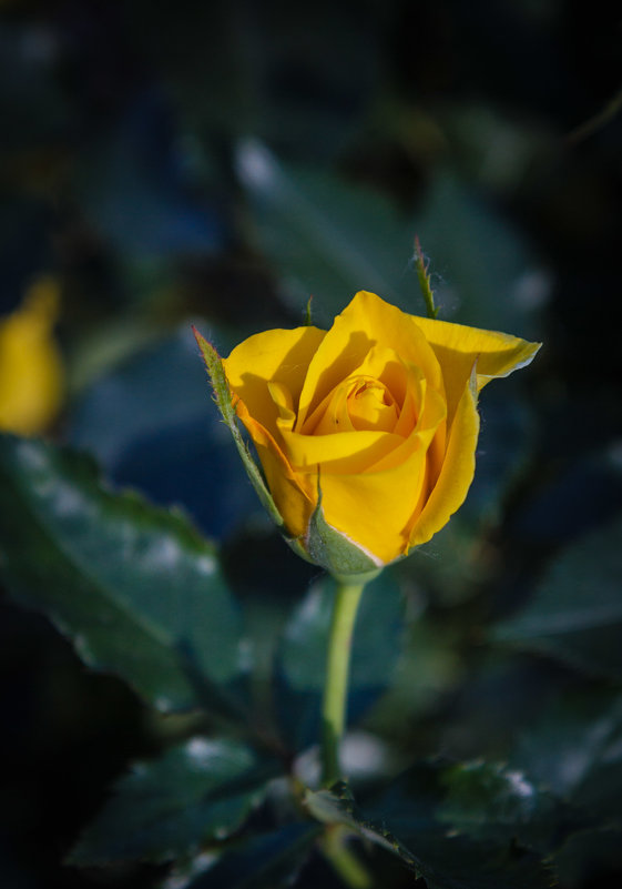 Раскрываются желтые розы,  лучик солнца опять в лепестках, - Андрей Нибылица