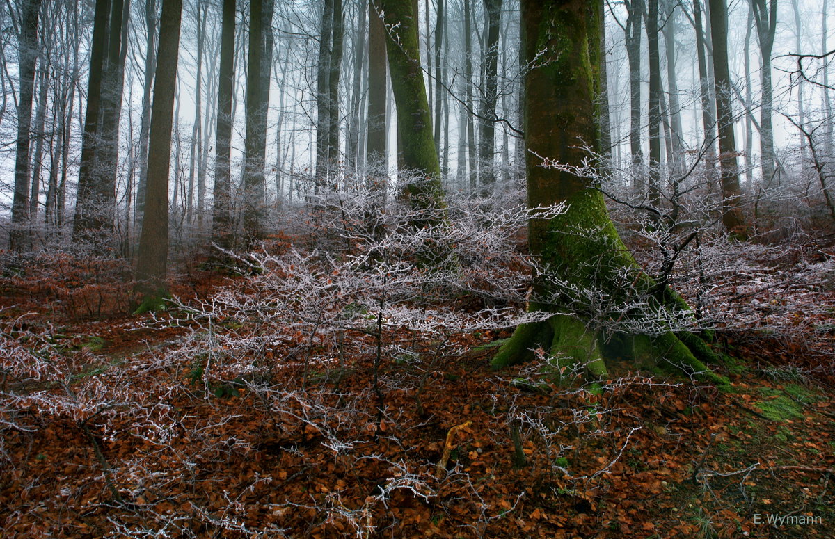 в заколдованном зимнем лесу - Elena Wymann