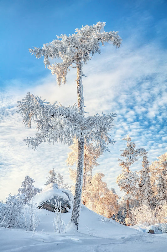 Зимняя пальма - Vladimbormotov 