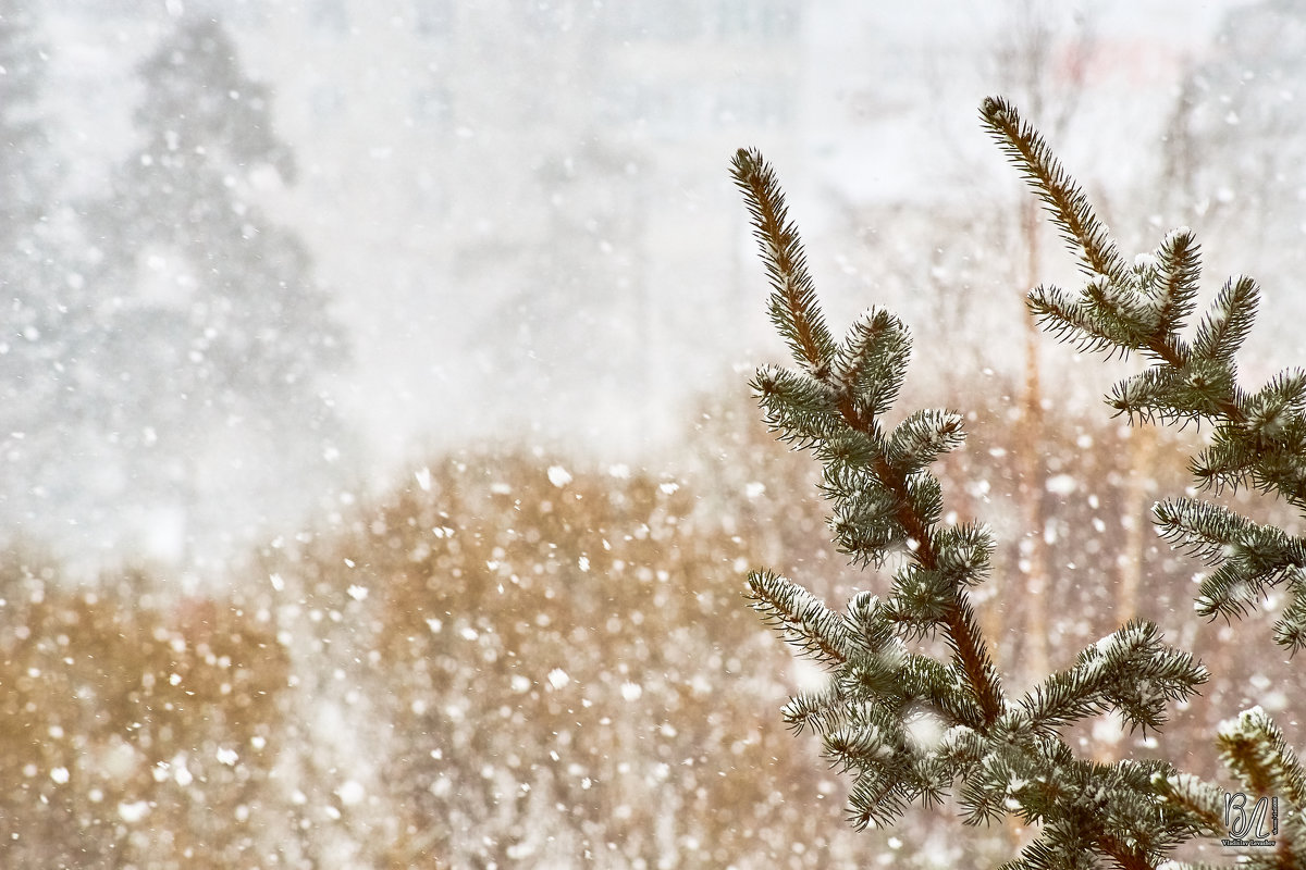 Снег... повсюду снег ❄ - Владислав Левашов