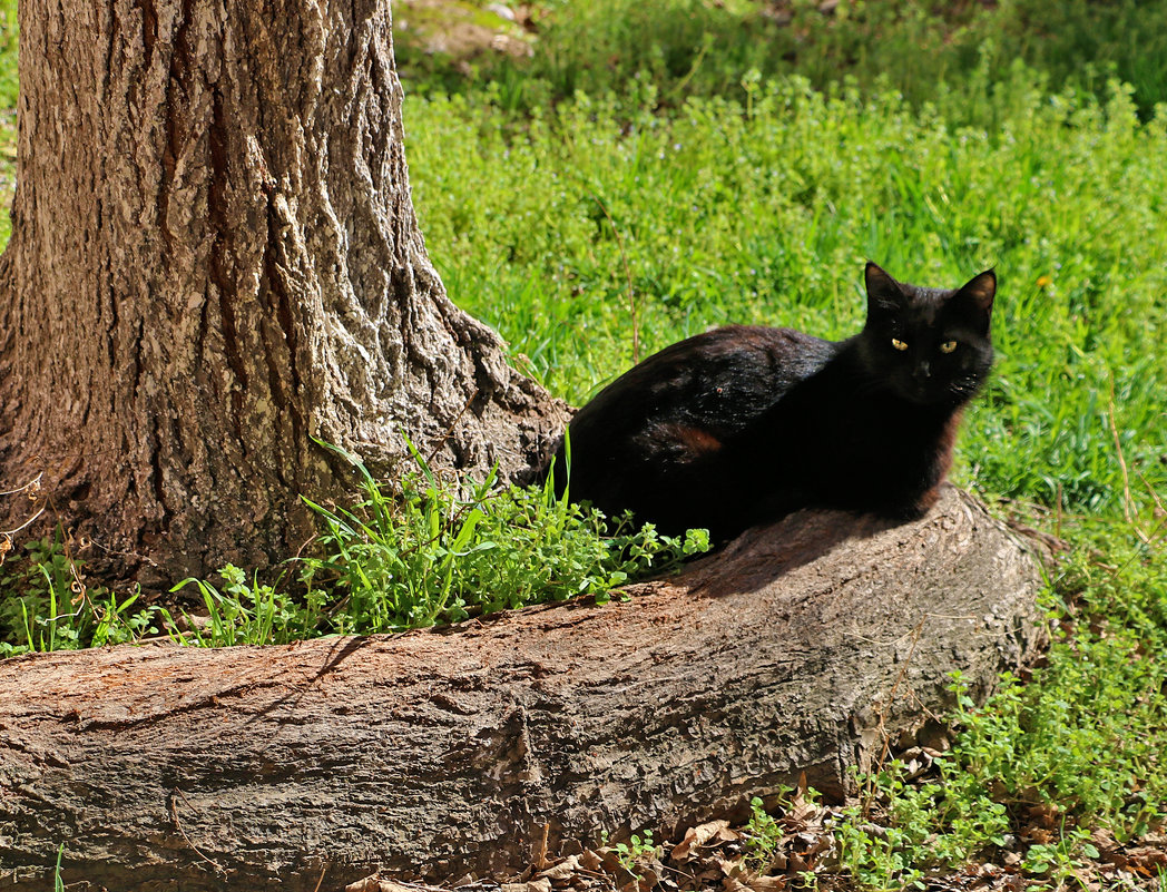 Я не ученый кот, я черный... любитель корешков крученых - Светлана 