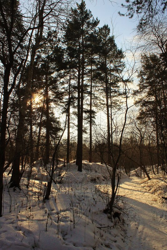 Зимний лес. - sav-al-v Савченко