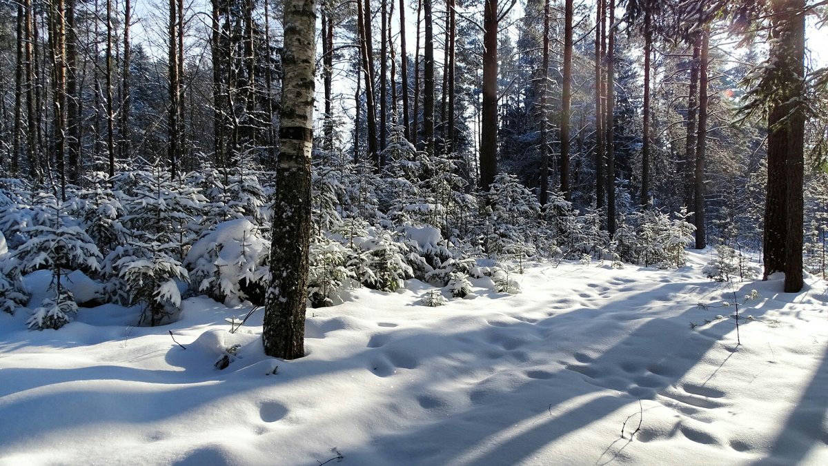 В зимнем лесу под Смоленском - Милешкин Владимир Алексеевич 