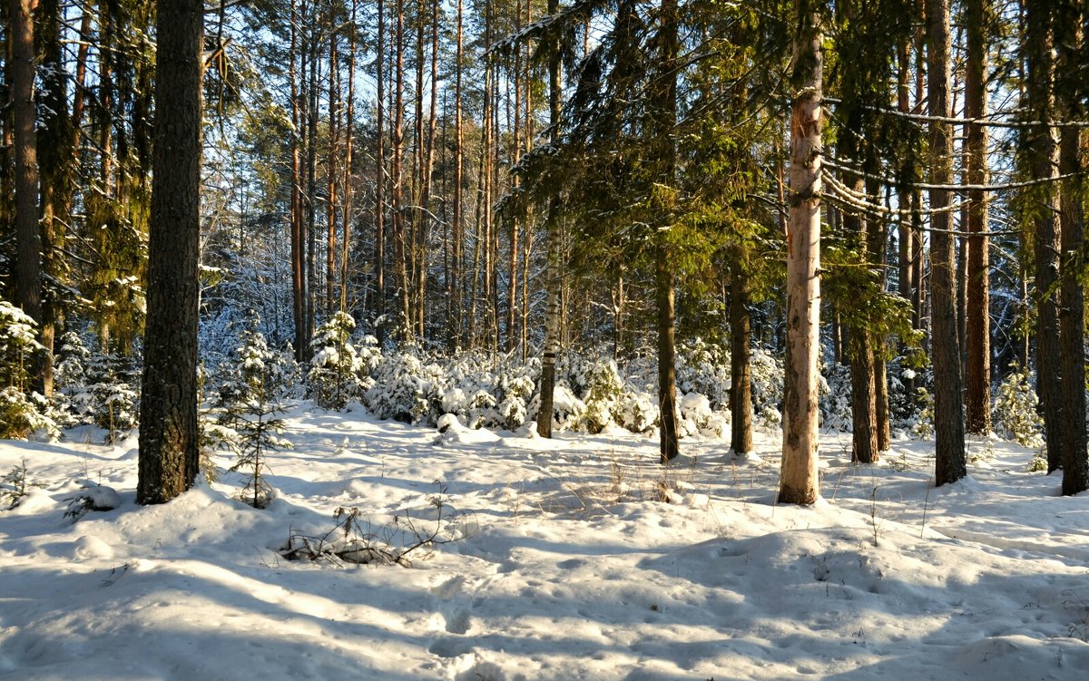 Зимний лес под Смоленском - Милешкин Владимир Алексеевич 