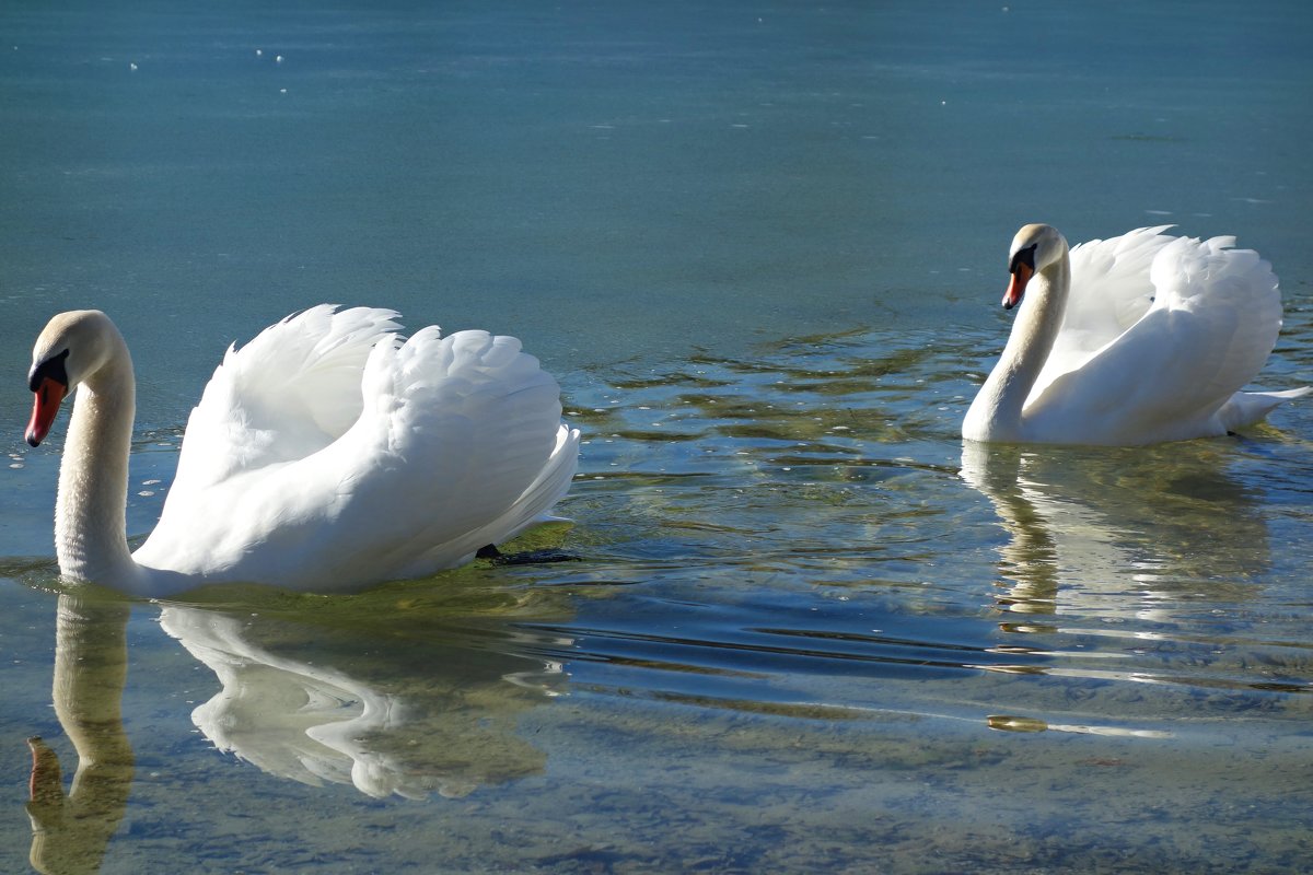 Белые лебеди - птицы прекрасные!.... - Galina Dzubina