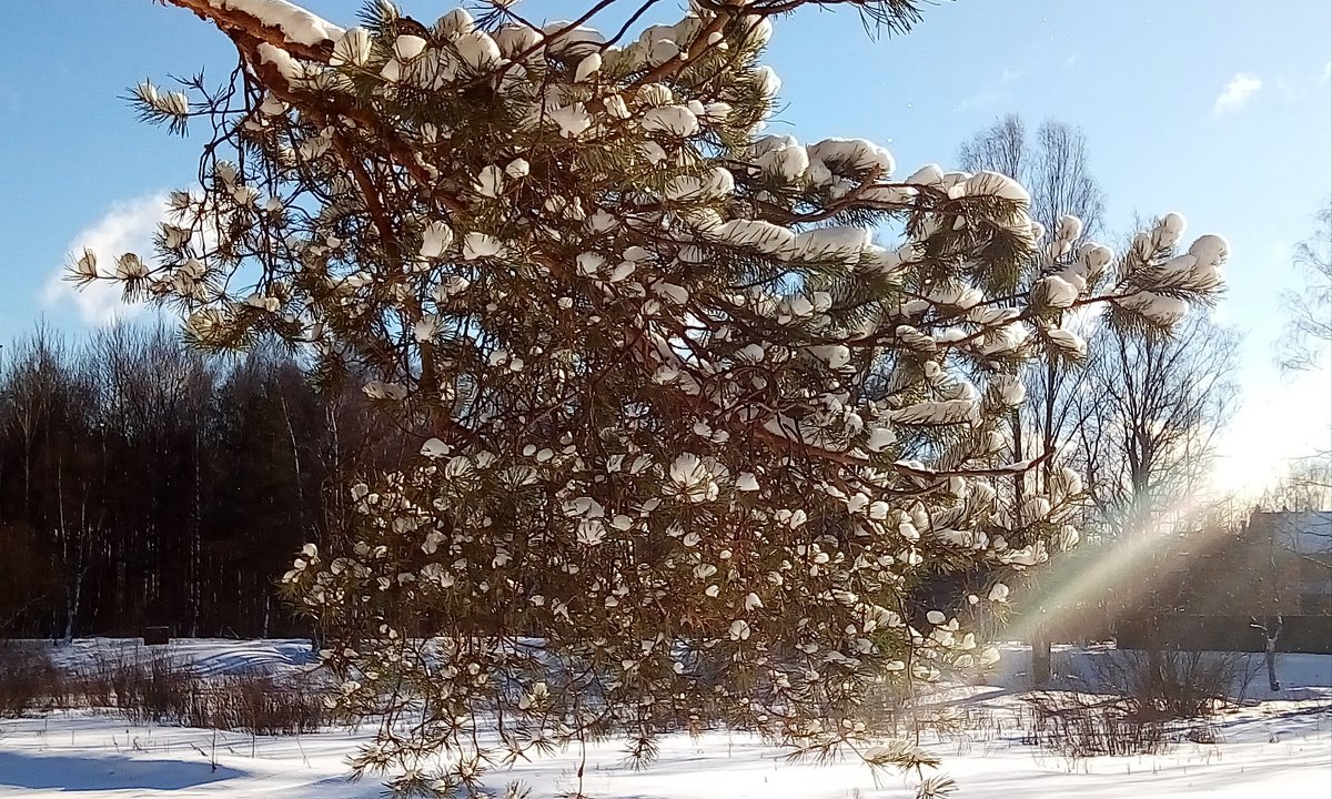 Лучик солнца в феврале - Елена Павлова (Смолова)