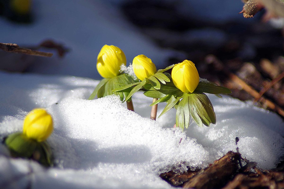 зимние цветы - юрий иванов
