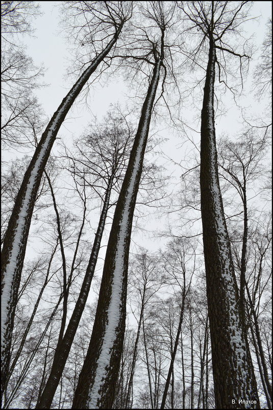 Когда деревья были большими... - Василий Ипатов