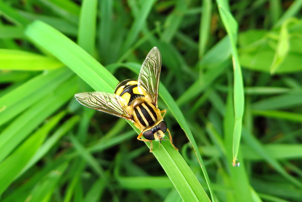 Журчалка.Helophilus trivittatus (Fabricius, 1805) . - vodonos241 