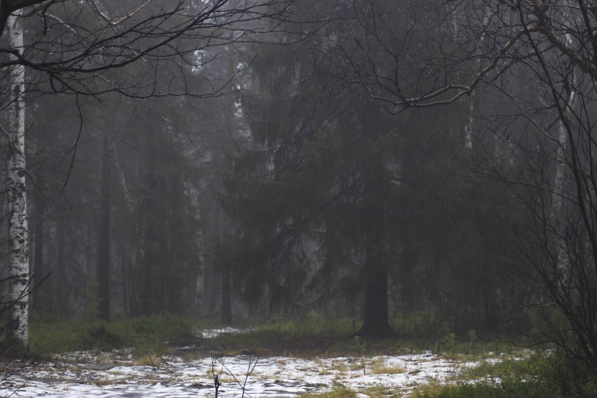 Туманный лес - Виктория Браун