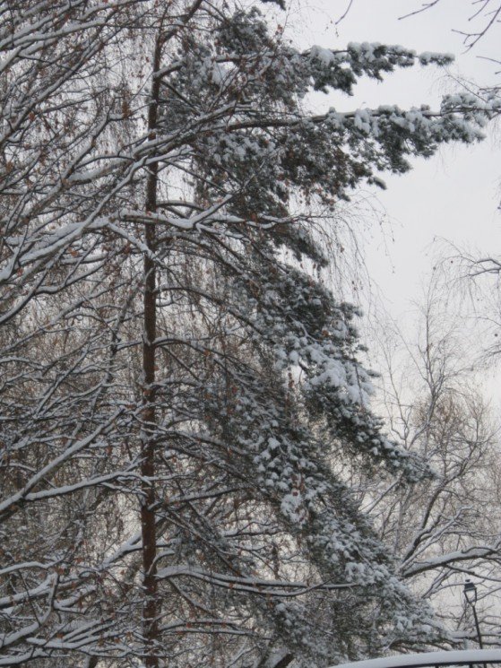 Сосна в снегу - Дмитрий Никитин
