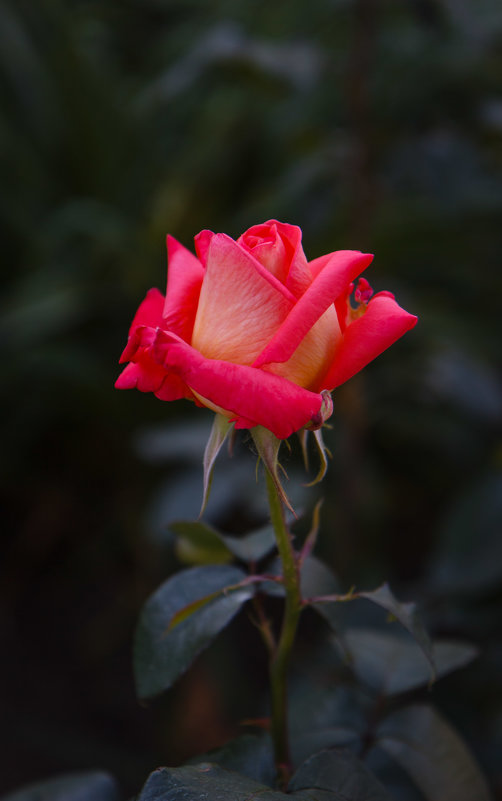 «  Не устаю я любоваться розой красной, Чудесной нежностью атласных лепестков,…» - Андрей Нибылица