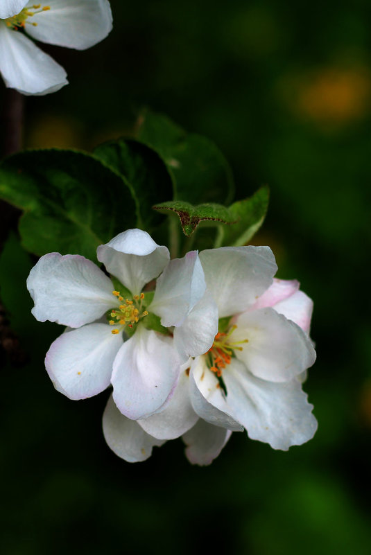 Яблоня в цвету - Евгений Шувалов