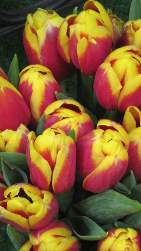 Тюльпаны в феврале - Маера Урусова