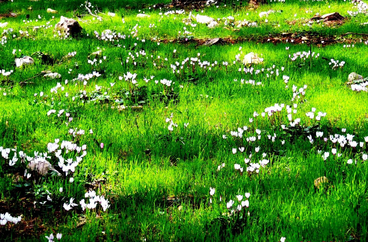 Изумрудная весна - Гала 