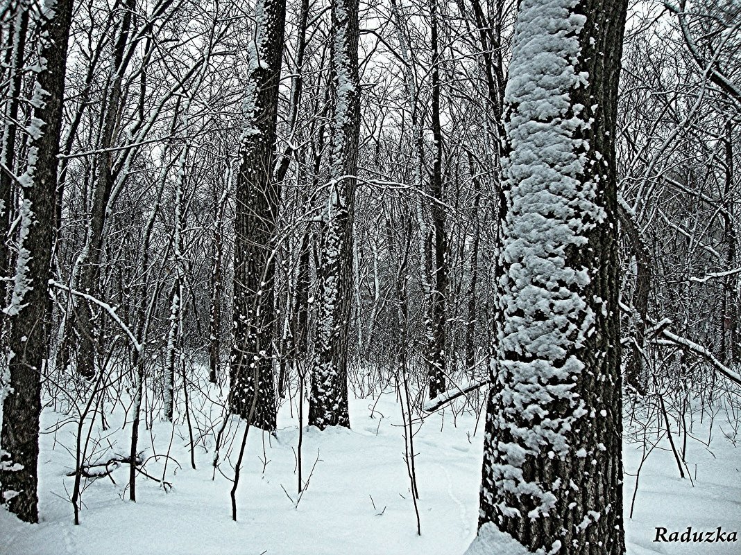 Зима, зима - Raduzka (Надежда Веркина)