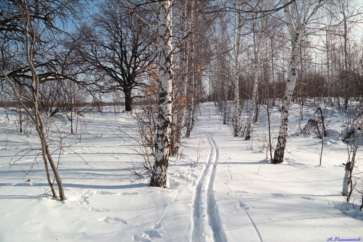 Чтоб оптимизм и бодрость получить, на лыжах стоит походить! :-) - Андрей Заломленков
