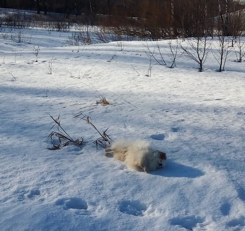 Собака кувыркается в снегу - к оттепели - Елена Павлова (Смолова)