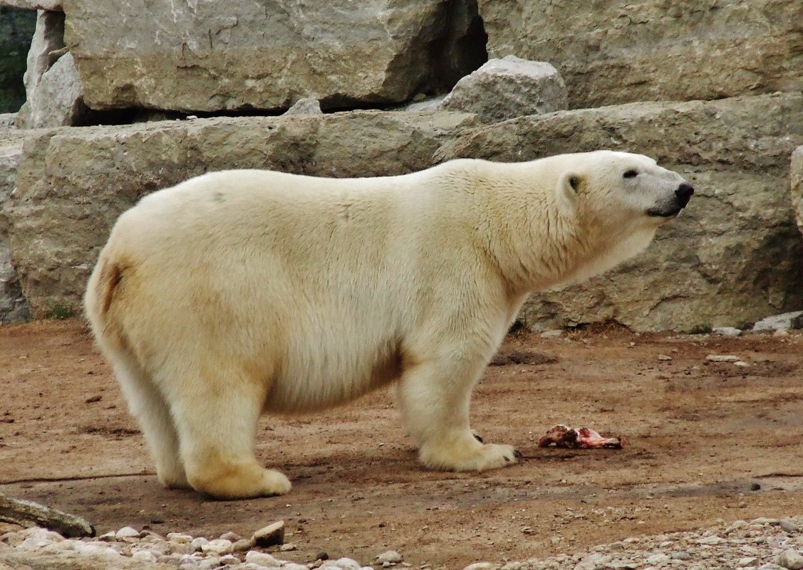 В Международный день белых медведей вспомним Норда - Aida10 