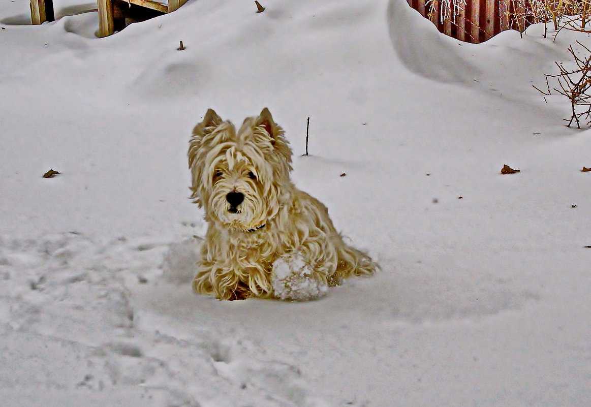 Белый пёс на белом снегу - Андрей K.