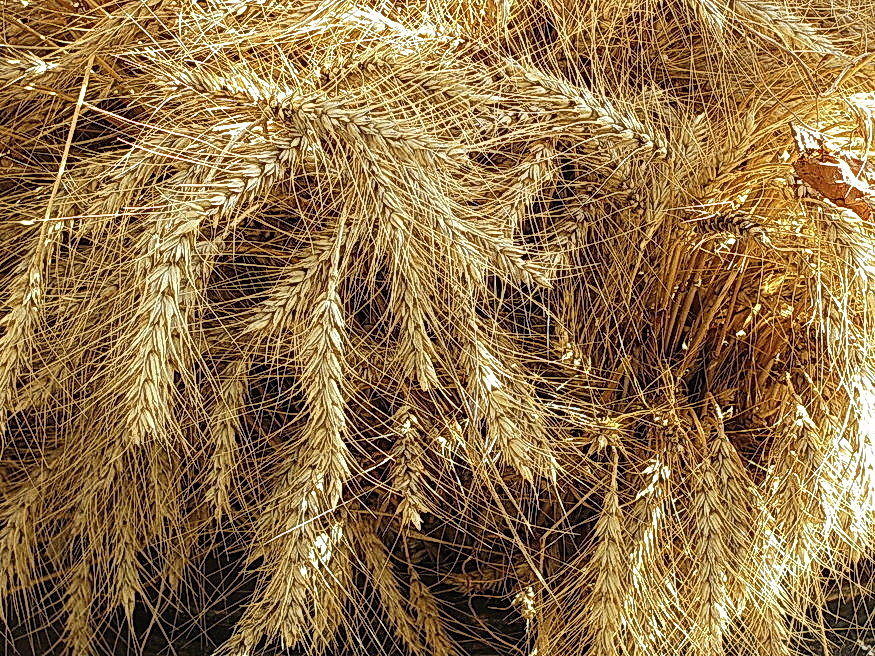 Пшеница - Татьяна Беляева