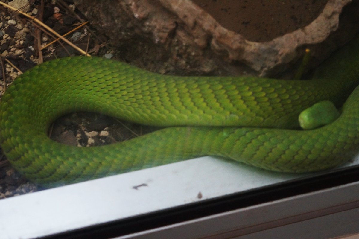 Зелёная змея - Лариса 