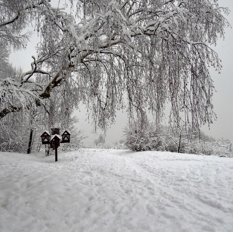 по дороге в лесу - Валентина. .