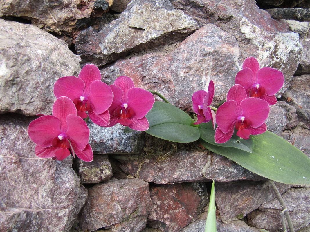 Чиста и прекрасна душа орхидеи - Galaelina ***