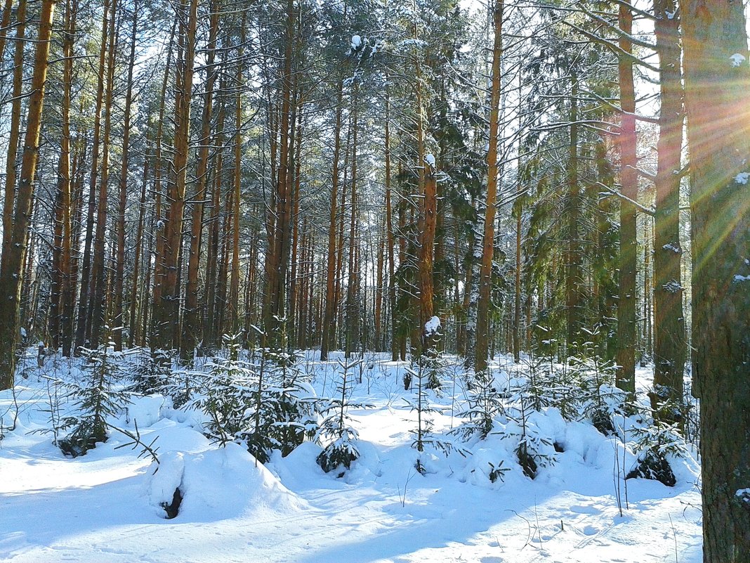 весеннее настроение - Владимир 