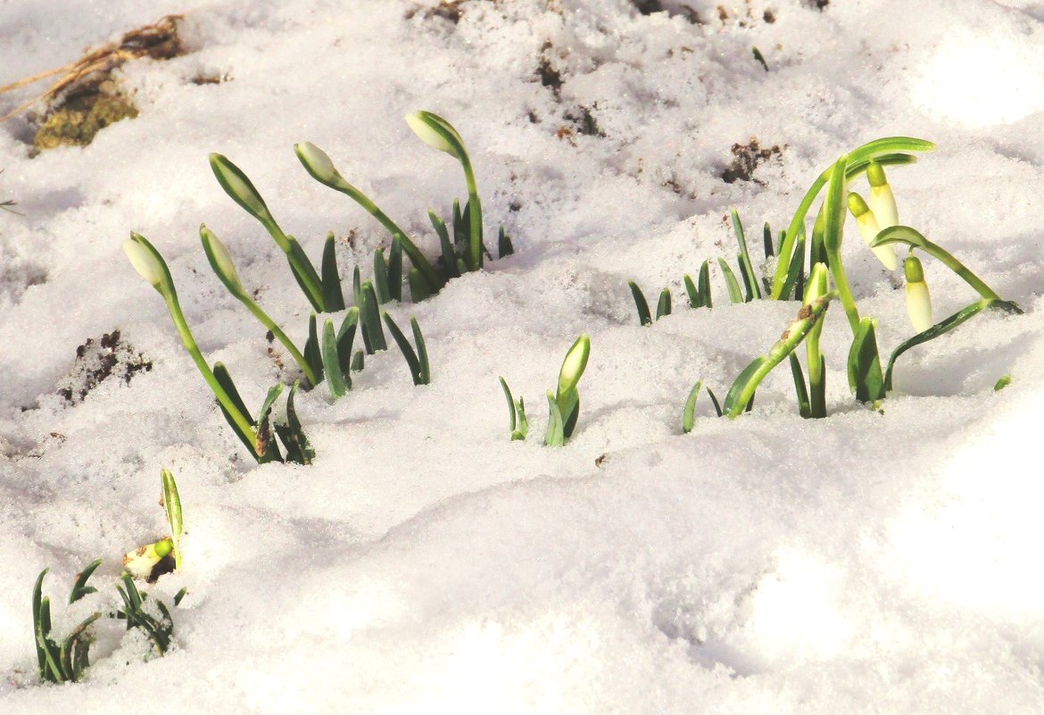 Цветущие среди снега - Андрей Снегерёв