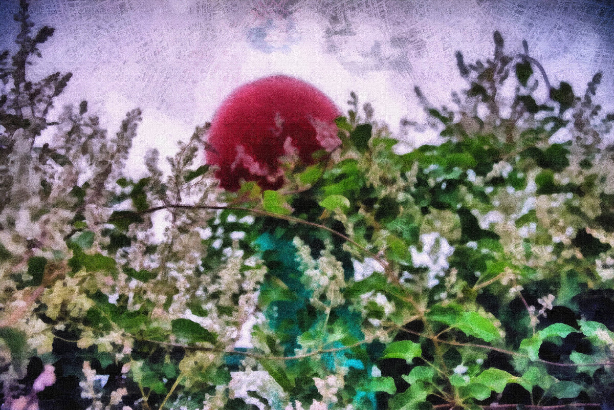 Цветущая лиана на заборе с красным фонарём - Анатолий Чикчирный
