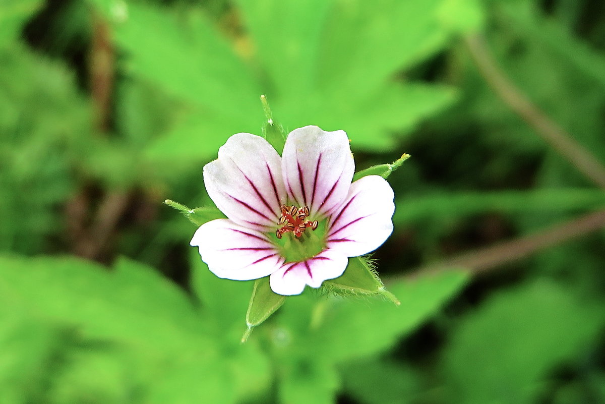 Герань Попова вид многолетних, травянистых растений рода Герань (Geranium) семейства Гераниевые (Ger - vodonos241 